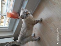 11 Aylık British Shorthair