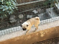 Orijinal pug 3 aylık