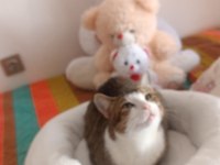 Merhaba Benim Adım Şili