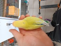 Yeme düşmüş mutasyon sevda bebekler