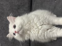 Kedimiz için Wp iletişim sağlayabilirsiniz
