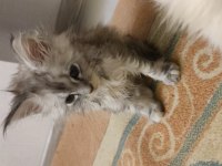 2 aylık safkan maine coon yavrularımız