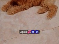 4.5 AYLIK POODLE aşıları tam