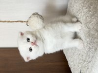 2 Aylık Scottish Fold