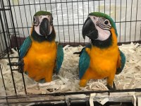 ÜST DÜZEY EL BESLEME ARA MACAW FULL EVCİL