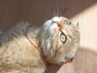YURT DIŞINA ÇIKCAM ACİL KEDİMİZ