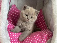 British shorthair kedimiz