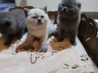 2 aylık dişi british shorthair yavrular ailelerini arıyorlar