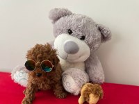 A kalite red brown poodle yavrular