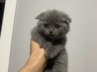 Erkek son kalan scottish fold yavrumuz a kalite