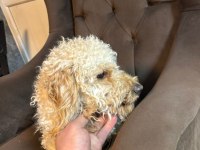 Oyuncu İlgi Bağımlısı Poodle