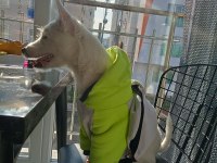 Çipli ve eğitimli yavru köpeğimiz