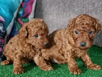 Toy poodle yavrularımız