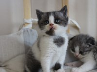 4 adet birbirinden güzel scottish fold yavruları