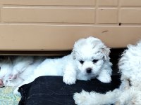 Yavru maltipoo