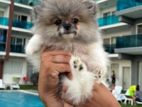 Pomeranian Boo Dişi Tea Cup