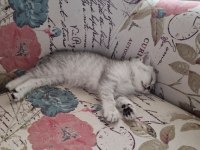 British shorthair silver renk