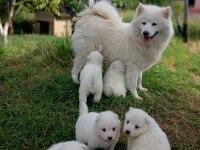 45 günlük anne baba safkan sağlıklı köpekler