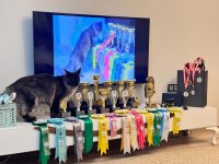 Maine Coon Türkiye devlerinin markası AYŞE ARIK