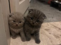 British Shorthair 45 Günlük Yavrular