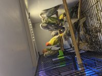 Birbirinden güzel yavru bebek sevdalar ve cennetler