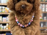 Sevimli Tokyo Poodle