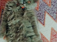 5 Aylık Scottish Fold