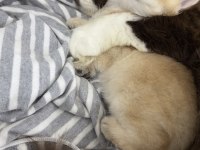British shorthair ny 12 dişi full şecereli