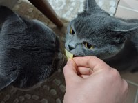 Ücretsiz kedi