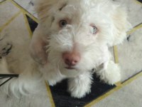 Terrier çipli köpeğimiz