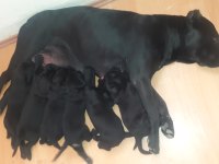 Sağlam şampiyon kanı cane corso
