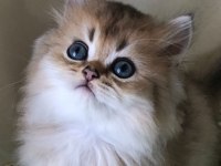 Safkan Golden British Longhair Bebekler