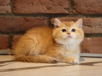 BRİTİSH SHORTHAİR ACİL YUVASINI ARIYOR