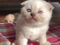 2 AYLIK TESLİME HAZIR SCOTTİSH BLUE POİNT YAVRULARIMIZ