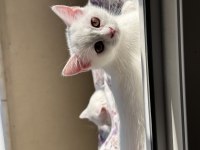 3 aylık british shorthair