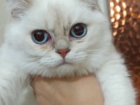 Bursa golden point british shorthair bebekler