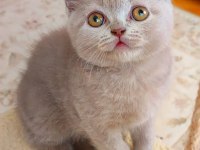 ŞEKERİLİNKOO KEDİMİZ