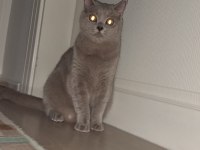 Çok uysal sevecen scottish fold