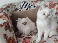 2 Aylık British Longhair ve Shorthair Dişi Yavrular