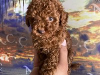 Orjinal micro ayarında red brown poodle