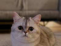 Scottish long hair british shorthair çift sahiplendiriyorum