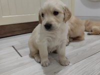 GOLDEN RETRİEVER KÖPEĞİ