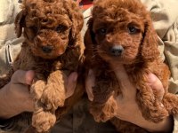 Toypoodle sevimli yavrular 