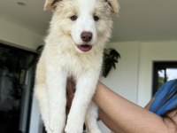 Safkan Border Collie Yavruları (eered border collie)