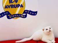 K9 AVRUPA ÇİFTLİĞİNDEN BRTİSH VE SCOTTİSH YAVRULARI