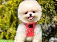 Safkan Pomeranian Boo Köpeklerimiz