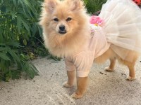 Çok güzel pomeranian dişi 1 yaşında ACİL