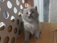 Bayram şekeri tadında gri dişi yavru british shorthair