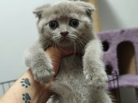 2 Aylık Scottish Fold