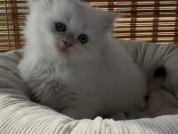 British Longhair Yavru Sahiplendirme